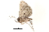  (Bertula delosticha - BIOUG13431-F06)  @12 [ ] CreativeCommons - Attribution (2014) CBG Photography Group Centre for Biodiversity Genomics