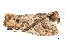 ( - BIOUG13431-G01)  @13 [ ] CreativeCommons - Attribution (2014) CBG Photography Group Centre for Biodiversity Genomics