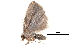  (Ctenane - BIOUG13431-H10)  @13 [ ] CreativeCommons - Attribution (2014) CBG Photography Group Centre for Biodiversity Genomics