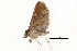  ( - BIOUG14394-D06)  @13 [ ] CreativeCommons - Attribution (2014) CBG Photography Group Centre for Biodiversity Genomics