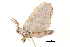  (Parasinga - BIOUG13574-D10)  @14 [ ] CreativeCommons - Attribution (2014) CBG Photography Group Centre for Biodiversity Genomics