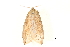  (Periergos testacea - BIOUG14394-D12)  @13 [ ] CreativeCommons - Attribution (2014) CBG Photography Group Centre for Biodiversity Genomics