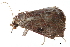  (Condate orsilla - BIOUG14394-E06)  @12 [ ] CreativeCommons - Attribution (2014) CBG Photography Group Centre for Biodiversity Genomics