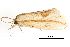  (Saliocleta armata - BIOUG14394-F01)  @13 [ ] CreativeCommons - Attribution (2014) CBG Photography Group Centre for Biodiversity Genomics