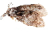  (Syntypistis nigribasalis - BIOUG14394-F03)  @12 [ ] CreativeCommons - Attribution (2014) CBG Photography Group Centre for Biodiversity Genomics