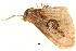  ( - BIOUG20781-G05)  @13 [ ] CreativeCommons - Attribution (2015) CBG Photography Group Centre for Biodiversity Genomics