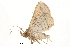  (Bertula carta - BIOUG20804-A11)  @14 [ ] CreativeCommons - Attribution (2015) CBG Photography Group Centre for Biodiversity Genomics