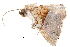  (Acidon semiochrea - BIOUG20804-B08)  @12 [ ] CreativeCommons - Attribution (2015) CBG Photography Group Centre for Biodiversity Genomics