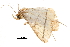 ( - BIOUG20804-C10)  @14 [ ] CreativeCommons - Attribution (2015) CBG Photography Group Centre for Biodiversity Genomics