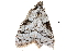  (Meganola triangulalis - BIOUG20804-E07)  @13 [ ] CreativeCommons - Attribution (2015) CBG Photography Group Centre for Biodiversity Genomics