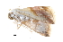  ( - BIOUG20804-F03)  @13 [ ] CreativeCommons - Attribution (2015) CBG Photography Group Centre for Biodiversity Genomics