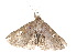  (Bertula inconspicua - BIOUG21481-B04)  @13 [ ] CreativeCommons - Attribution (2015) CBG Photography Group Centre for Biodiversity Genomics
