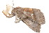  (Bertula - BIOUG21481-C08)  @14 [ ] CreativeCommons - Attribution (2015) CBG Photography Group Centre for Biodiversity Genomics