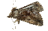  ( - BIOUG27304-C05)  @12 [ ] CreativeCommons - Attribution (2016) CBG Photography Group Centre for Biodiversity Genomics