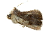  ( - BIOUG27304-D05)  @12 [ ] CreativeCommons - Attribution (2016) CBG Photography Group Centre for Biodiversity Genomics