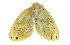  (Arna erema - BIOUG27304-D07)  @13 [ ] CreativeCommons - Attribution (2016) CBG Photography Group Centre for Biodiversity Genomics