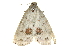  ( - BIOUG27304-F01)  @13 [ ] CreativeCommons - Attribution (2016) CBG Photography Group Centre for Biodiversity Genomics