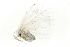  ( - BIOUG27304-F03)  @12 [ ] CreativeCommons - Attribution (2016) CBG Photography Group Centre for Biodiversity Genomics