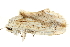  ( - BIOUG30186-A05)  @12 [ ] CreativeCommons - Attribution (2016) CBG Photography Group Centre for Biodiversity Genomics