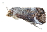  ( - BIOUG30186-A07)  @14 [ ] CreativeCommons - Attribution (2016) CBG Photography Group Centre for Biodiversity Genomics