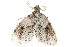  (Lacida - BIOUG30186-B05)  @13 [ ] CreativeCommons - Attribution (2016) CBG Photography Group Centre for Biodiversity Genomics