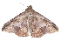  ( - BIOUG30186-D03)  @13 [ ] CreativeCommons - Attribution (2016) CBG Photography Group Centre for Biodiversity Genomics
