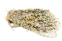  ( - BIOUG30186-D04)  @14 [ ] CreativeCommons - Attribution (2016) CBG Photography Group Centre for Biodiversity Genomics