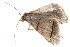  ( - BIOUG30186-D08)  @12 [ ] CreativeCommons - Attribution (2016) CBG Photography Group Centre for Biodiversity Genomics