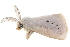  ( - BIOUG30186-D12)  @11 [ ] CreativeCommons - Attribution (2016) CBG Photography Group Centre for Biodiversity Genomics