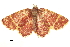  ( - BIOUG31631-A12)  @11 [ ] CreativeCommons - Attribution (2018) CBG Photography Group Centre for Biodiversity Genomics