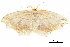  (Leucoblepsis neoma - BIOUG31631-B02)  @13 [ ] CreativeCommons - Attribution (2017) CBG Photography Group Centre for Biodiversity Genomics