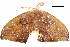  (Callidrepana pulcherrima - BIOUG31631-B06)  @13 [ ] CreativeCommons - Attribution (2017) CBG Photography Group Centre for Biodiversity Genomics