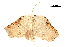  (Gogana integra - BIOUG31631-B08)  @13 [ ] CreativeCommons - Attribution (2017) CBG Photography Group Centre for Biodiversity Genomics