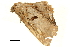  ( - BIOUG31631-B11)  @11 [ ] CreativeCommons - Attribution (2018) CBG Photography Group Centre for Biodiversity Genomics