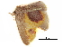  (Chrysocraspeda mitigata - BIOUG31631-C07)  @13 [ ] CreativeCommons - Attribution (2017) CBG Photography Group Centre for Biodiversity Genomics