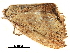  (Pseuderosia - BIOUG31631-D07)  @13 [ ] CreativeCommons - Attribution (2017) CBG Photography Group Centre for Biodiversity Genomics