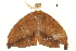  (Callidrepana micacea - BIOUG31631-D09)  @13 [ ] CreativeCommons - Attribution (2018) CBG Photography Group Centre for Biodiversity Genomics