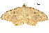  ( - BIOUG31631-E03)  @11 [ ] CreativeCommons - Attribution (2018) CBG Photography Group Centre for Biodiversity Genomics