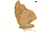 (Strepsigonia nigrimacula - BIOUG31631-E06)  @11 [ ] CreativeCommons - Attribution (2018) CBG Photography Group Centre for Biodiversity Genomics