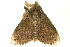  (Ilema vaneeckei - BIOUG31631-F06)  @11 [ ] CreativeCommons - Attribution (2018) CBG Photography Group Centre for Biodiversity Genomics