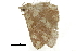  ( - BIOUG31631-F10)  @11 [ ] CreativeCommons - Attribution (2018) CBG Photography Group Centre for Biodiversity Genomics