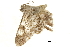  ( - BIOUG31631-G01)  @11 [ ] CreativeCommons - Attribution (2018) CBG Photography Group Centre for Biodiversity Genomics
