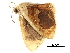  (Lipomelia - BIOUG31631-G02)  @13 [ ] CreativeCommons - Attribution (2017) CBG Photography Group Centre for Biodiversity Genomics