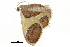  ( - BIOUG31631-G05)  @12 [ ] CreativeCommons - Attribution (2018) CBG Photography Group Centre for Biodiversity Genomics
