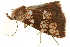  ( - BIOUG31631-G12)  @11 [ ] CreativeCommons - Attribution (2018) CBG Photography Group Centre for Biodiversity Genomics