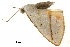  ( - BIOUG31791-A05)  @12 [ ] CreativeCommons - Attribution (2018) CBG Photography Group Centre for Biodiversity Genomics