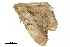  ( - BIOUG31791-A11)  @11 [ ] CreativeCommons - Attribution (2018) CBG Photography Group Centre for Biodiversity Genomics