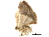  ( - BIOUG31791-B01)  @13 [ ] CreativeCommons - Attribution (2017) CBG Photography Group Centre for Biodiversity Genomics