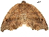  ( - BIOUG31791-B03)  @13 [ ] CreativeCommons - Attribution (2017) CBG Photography Group Centre for Biodiversity Genomics