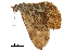  ( - BIOUG31791-B04)  @11 [ ] CreativeCommons - Attribution (2018) CBG Photography Group Centre for Biodiversity Genomics